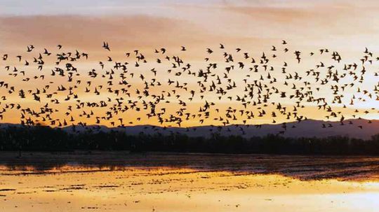 Pop​-​up Wetlands Helping Migrating Shorebirds