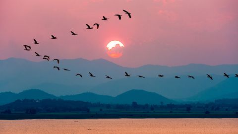 How Do Birds Know When to Fly South and Where to Go? - Vimarsana News