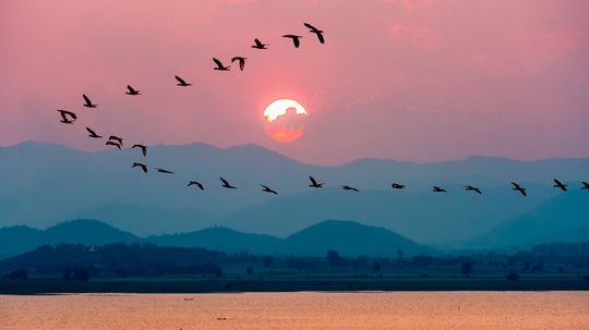 Perching Birds