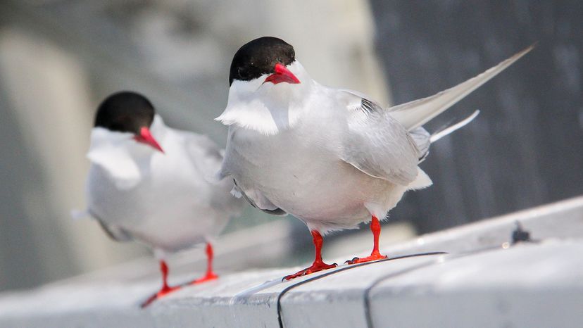 Arctic tern