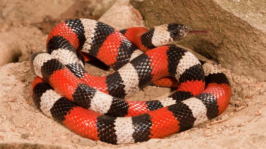 Milk Snake: Harmless Yet Colored for Danger