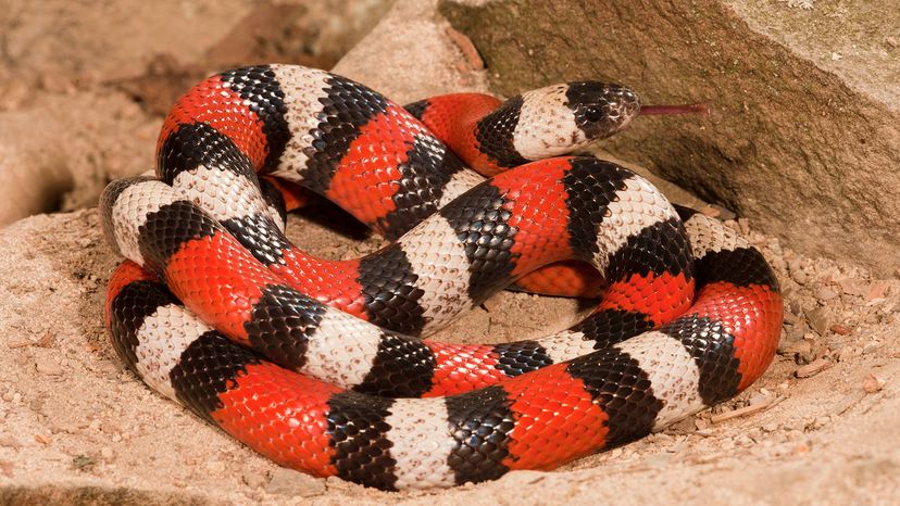 scarlet king snake head