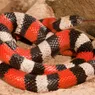Milk Snake: Harmless Yet Colored for Danger