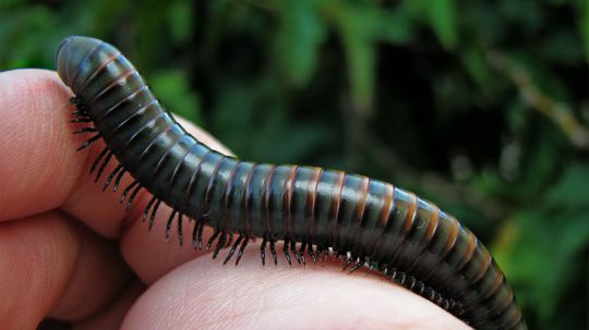 How Many Legs Does a Millipede Really Have?