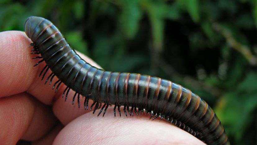 millipede