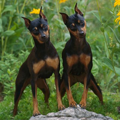 Miniature Pinscher (Canis familiaris) pair with curious look
