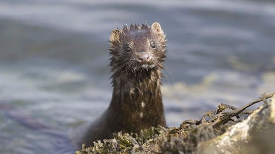 How Humans Have Made a Mess of Mink