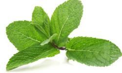 Mint helps ease food through the intestines.