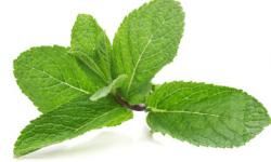 mint leaves