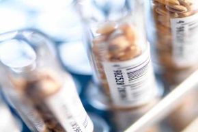 Wheat grains in test tubes labelled with barcodes. Wheat contains gluten, which many people are allergic to.