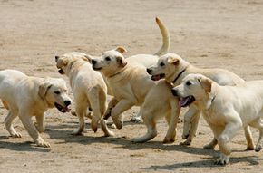 克隆的小狗在韩国海关服务培训中心玩耍。这七只狗被称为toppy，将作为嗅探器工作。“border=
