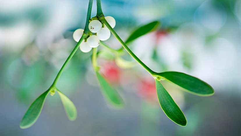 Spring of mistletoe with white berries