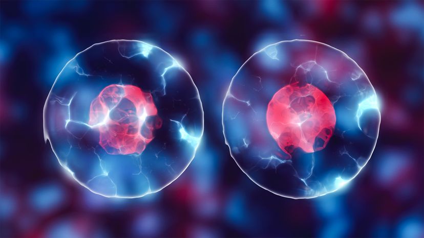 mitosis, meiosis