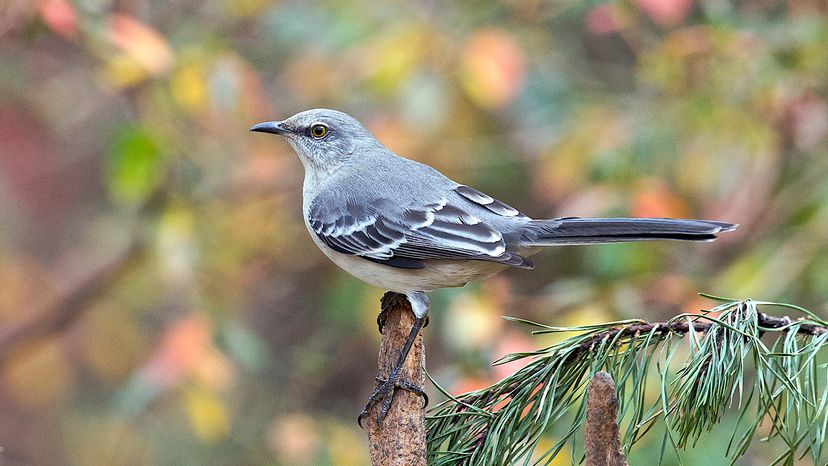 Northern mockingbird