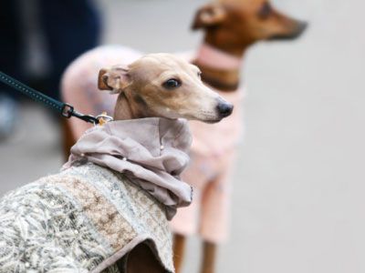 dressed-up whippets