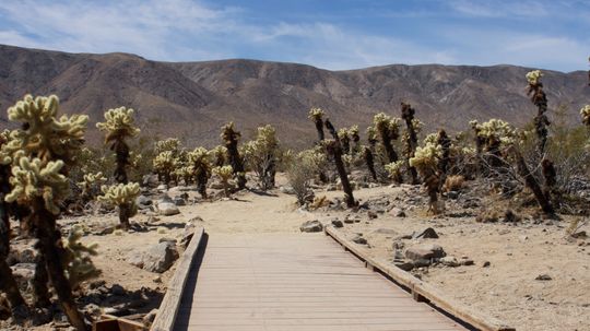 Mojave Desert: A Journey Through the Unique Ecosystems and Landscapes of the American Southwest