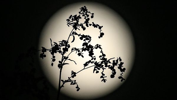 Can You Watch the Sunset and Moonrise at the Same Time