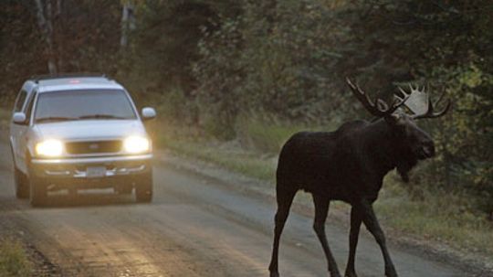 Do moose really walk the streets of Alaskan cities?