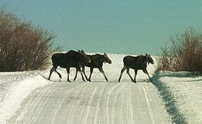 Why did the moose cross the road? To get some breakfast.