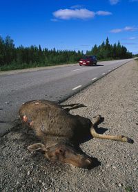 Cars are one of the biggest threats to a moose's safety.