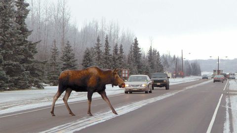 Would Your Car Pass the Moose Test? - Vimarsana News