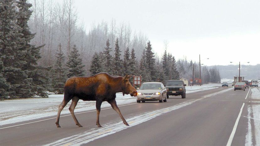 moose, test