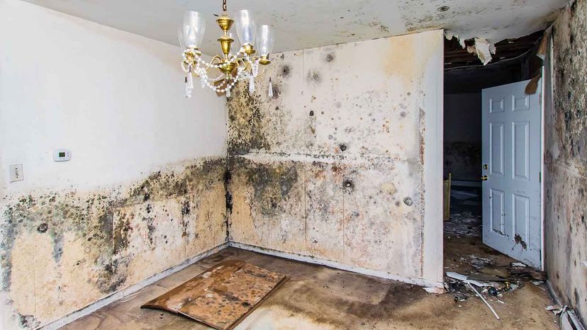 Mold on Food Vs. Mold on Walls