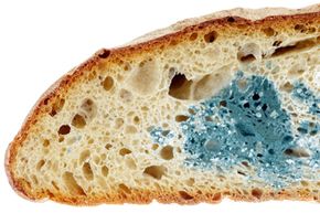 Mold makes bread and other baked goods generally unsafe to eat.