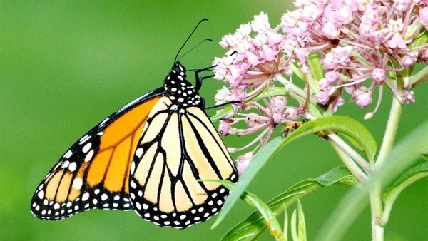 monarch, milkweed