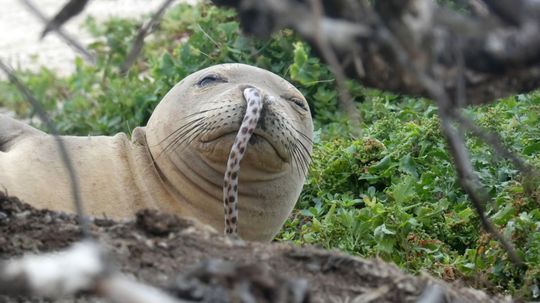 Why Do Monk Seals Get Eels Up Their Noses?