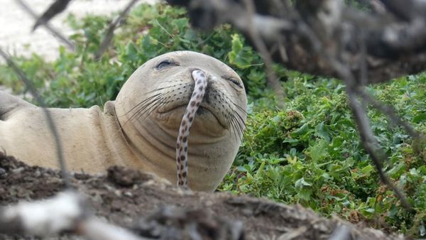 Monk seal with eel in its nose