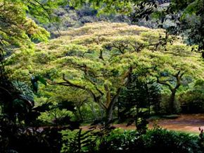 Waimea Valley Tree