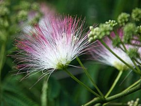 Monkeypod flowers look like pink powder puffs and they produce nectar to attract various pollinators.