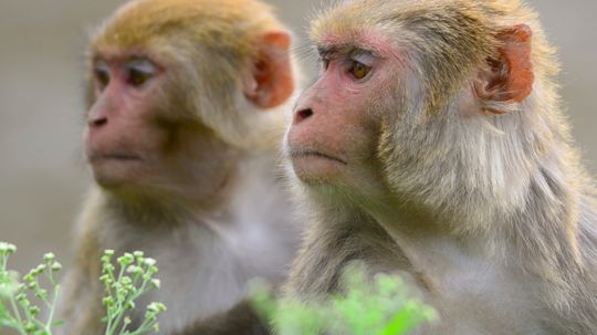 Are monkeys superstitious?
