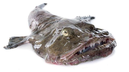 Monkfish May Be Ugly, But They Sure Taste Delicious