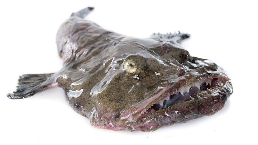 monkfish