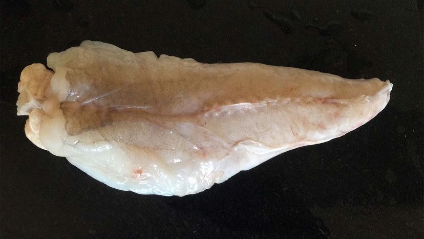 monkfish tail filet