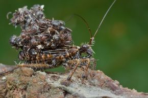 That's a rather gnarly backpack, assassin bug.