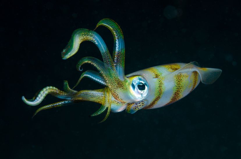The bigfin reef squid is almost as gross-looking as the Promachoteuthis sulcus version. Jones/Shimlock-Secret Sea Visions