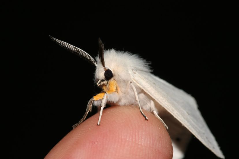 The Venezuelan poodle moth appears to be closely related to the muslin moth (pictured here). John Flannery/Flckr/CC BY-SA 2.0