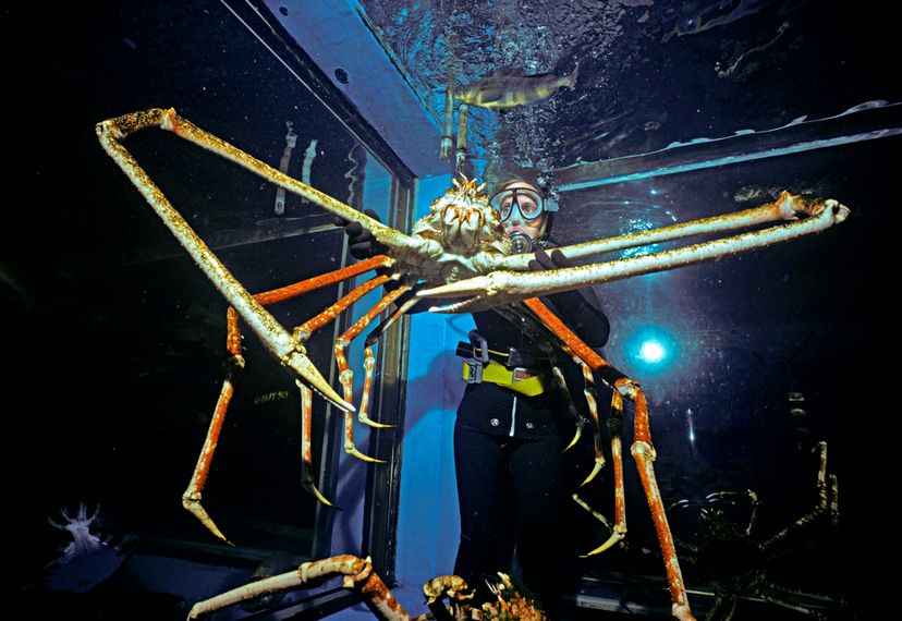 The Tokyo Aquarium has a specimen of the Japanese spider crab, the world's largest crustacean. Jeff Rotman/Getty Images