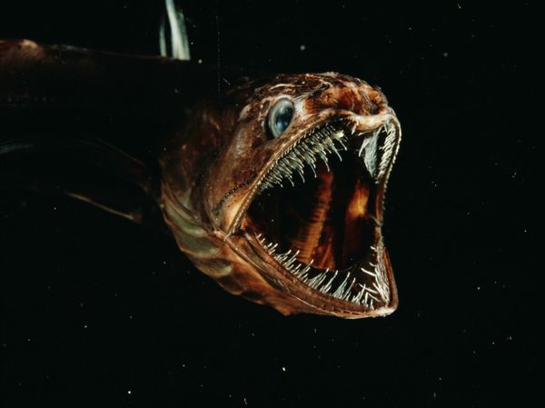 The deep-sea fish  Pseudoscopelus