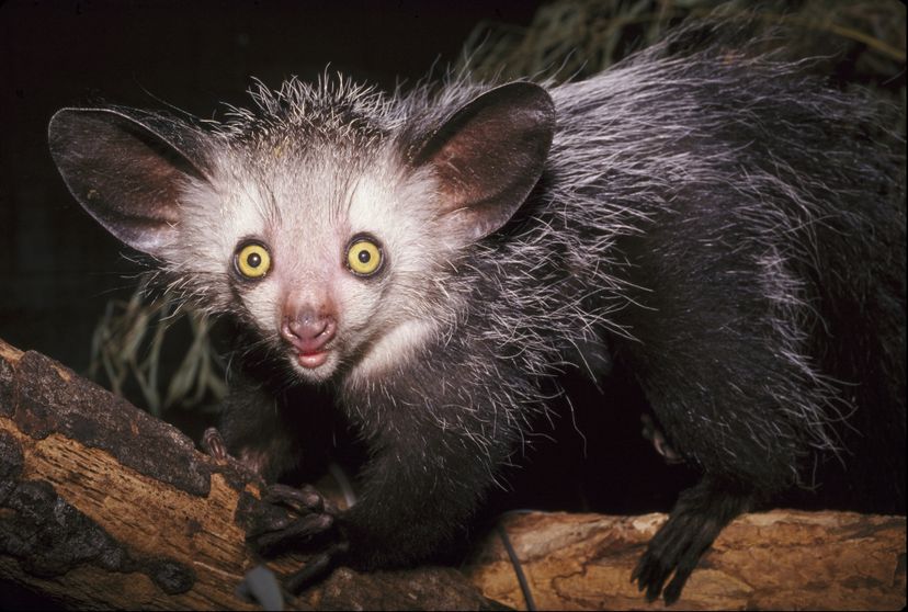 The aye-aye is only found on the island of Madagascar. David Haring/DUPC/Getty Images