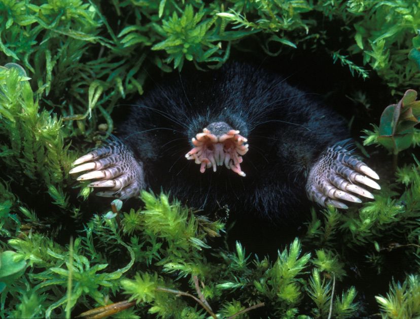 The star-nosed mole got its name from its hideous proboscis. FLPA/Dembinsky Photo/Getty Images