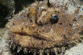 这种长刺琵琶鱼，又名Lophius piscatorius，可以和赫特人贾巴一较高下，不是吗?＂border=