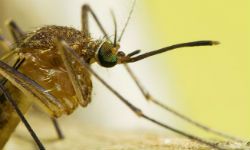 A close-up of a mosquito