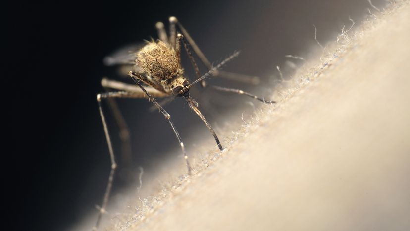 Mosquito sucking out blood on a skin.