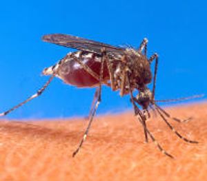 How Mosquito Magnets Work