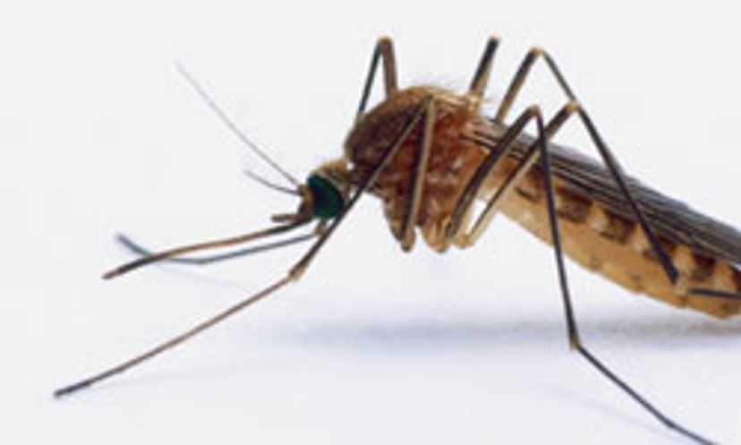 The Ultimate Mosquito Quiz