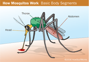 蚊子的身体部位